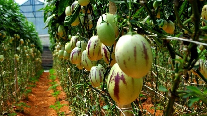 Miniature watermelons – a special Tet gift
