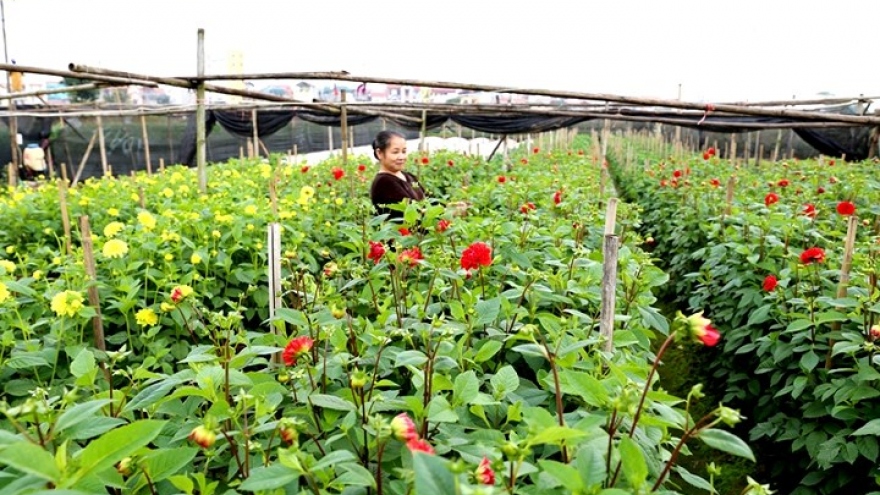 Tay Tuu flower village springs into life for Tet