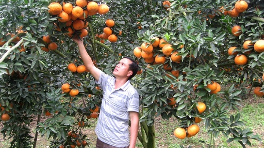 VietGAP farming standards help improve orange cultivation in Ha Giang