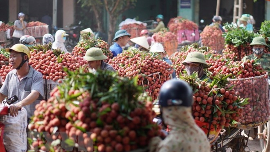 Hai Duong exports about 9,500 tonnes of litchi