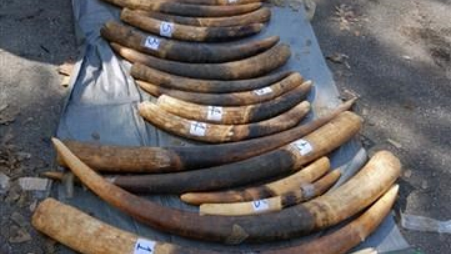 Hai Phong seizes 1.4 tonnes of pangolin scales, 100kg of tusks