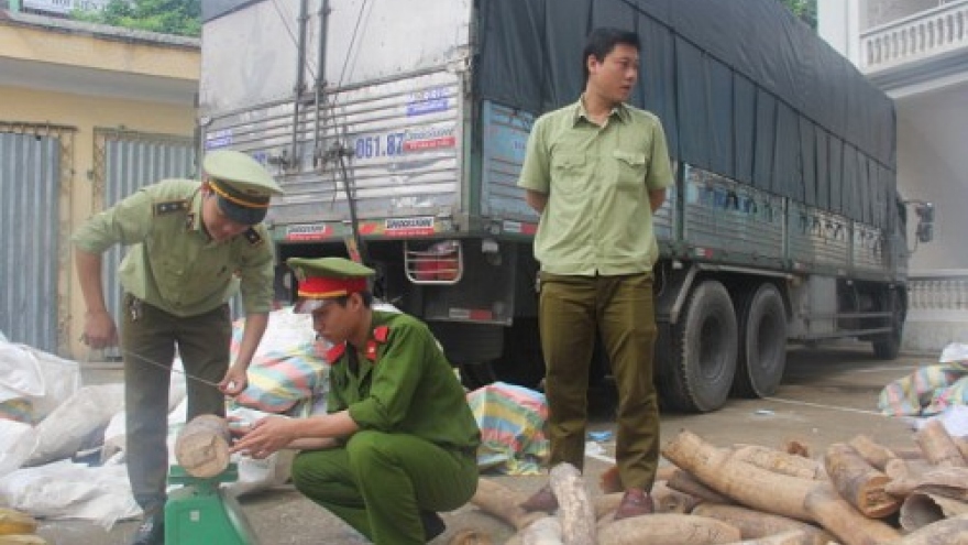 Vietnamese police seize 3 tons of trafficked elephant tusks 