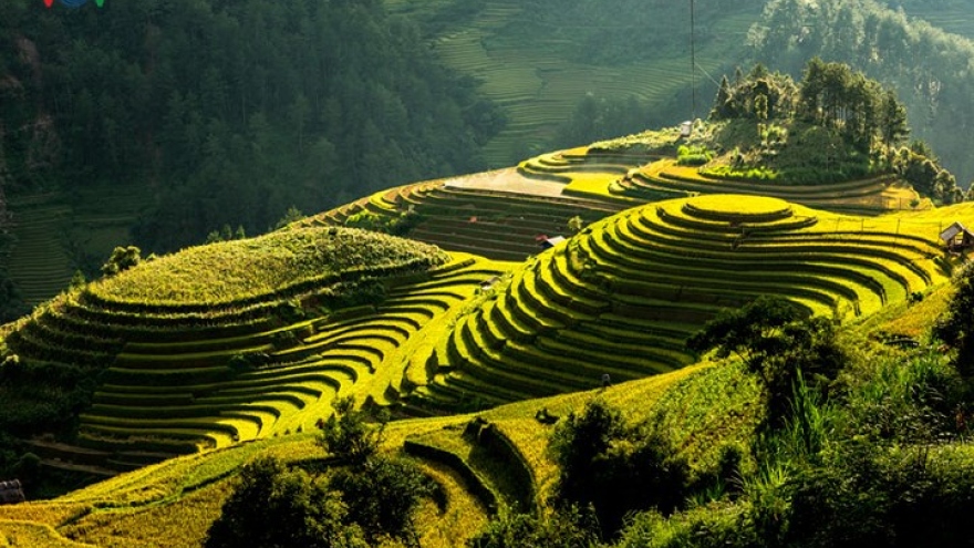 Amazing Mam xoi Hill in Mu Cang Chai