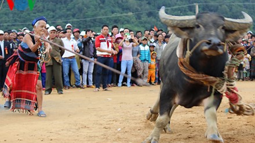 Co Tu buffalo killing festival 