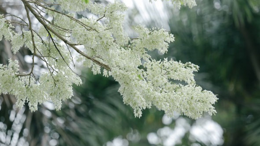 Blossoming Hoa Sua beautify Hanoi spring