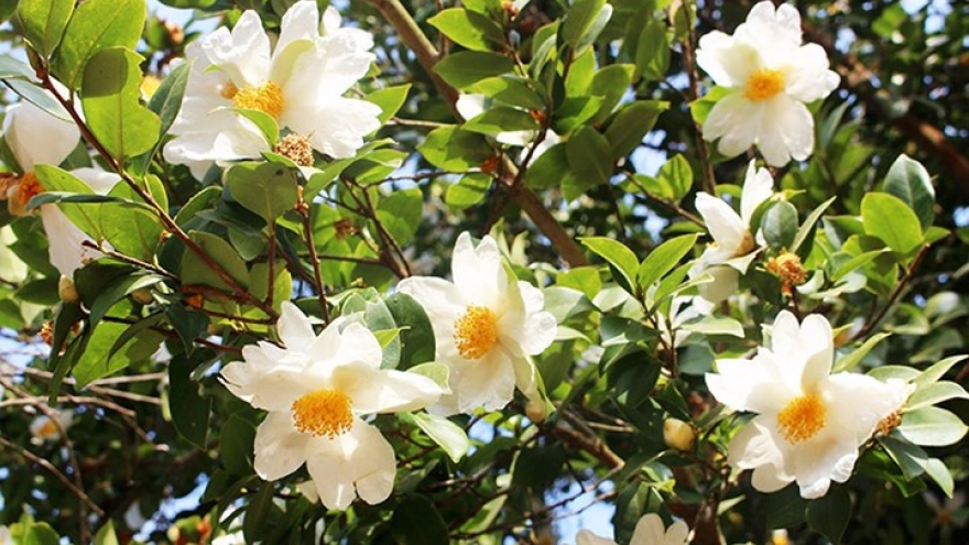 Camellia sasanqua in full bloom in Binh Lieu