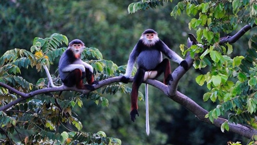Hotels, resorts threaten rare primates