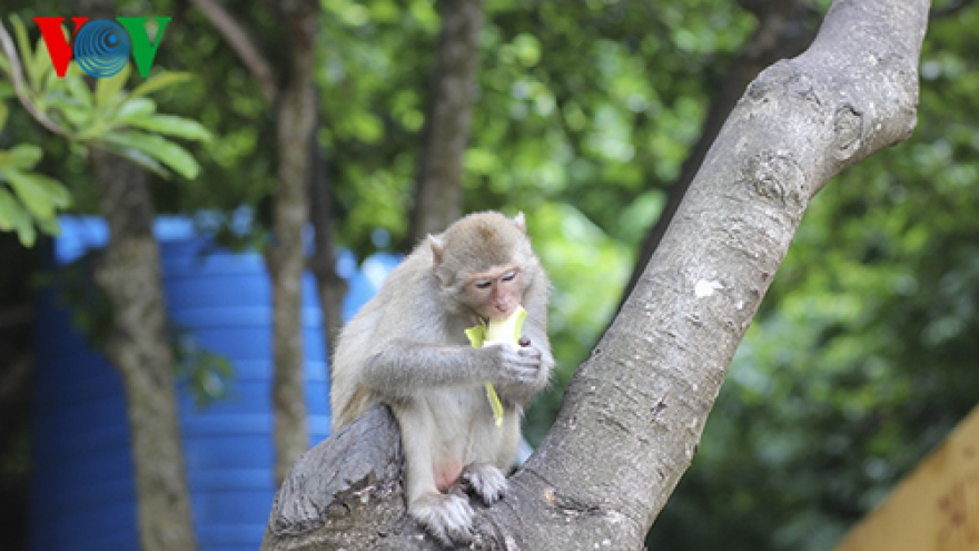 Monkey Island at Lan Ha Bay