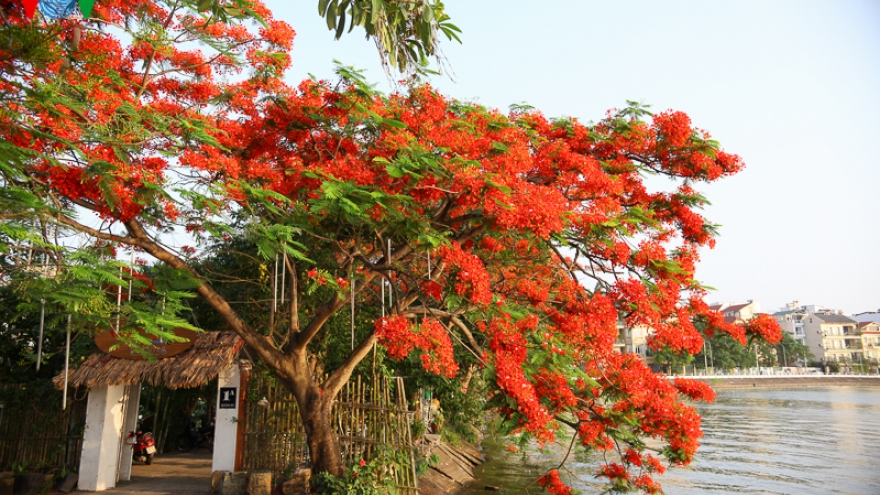 Flamboyant blossoming on Hanoi streets