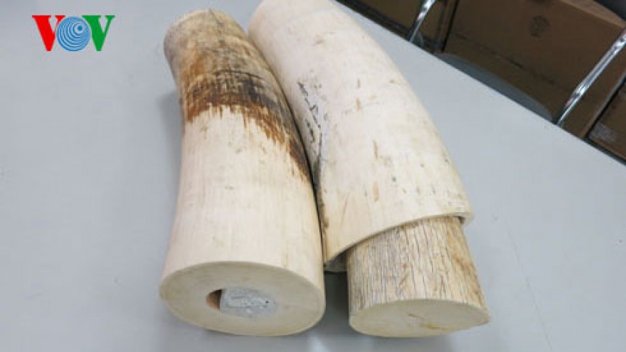 African ivory smugglers foiled in HMC City