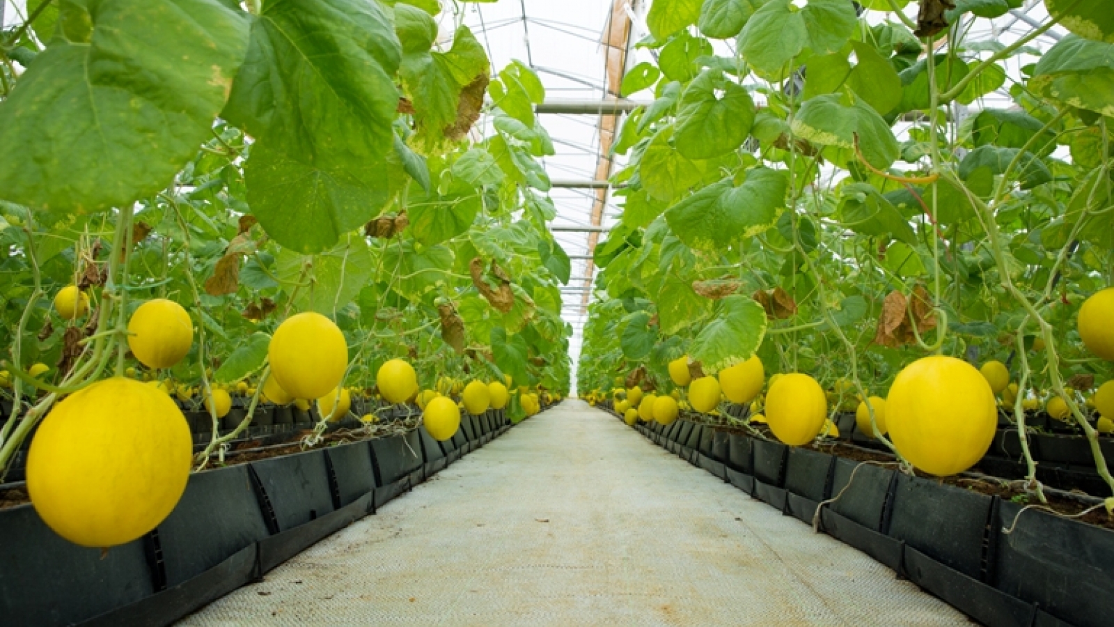 Japan enters local agriculture scene