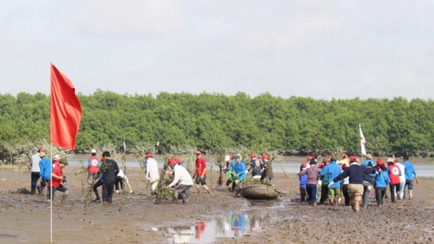 Japanese, Quang Ninh Red Cross volunteers plant mangrove forest