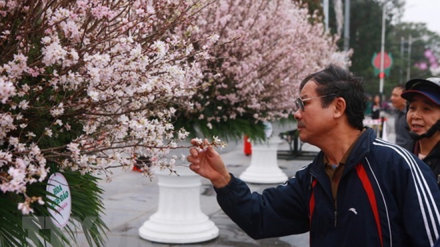 Japanese cherry blossom exhibition to be held in Hai Phong