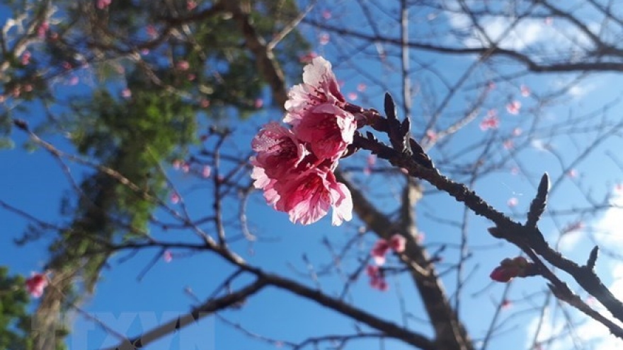 Japanese cherry trees presented to Bac Ninh province