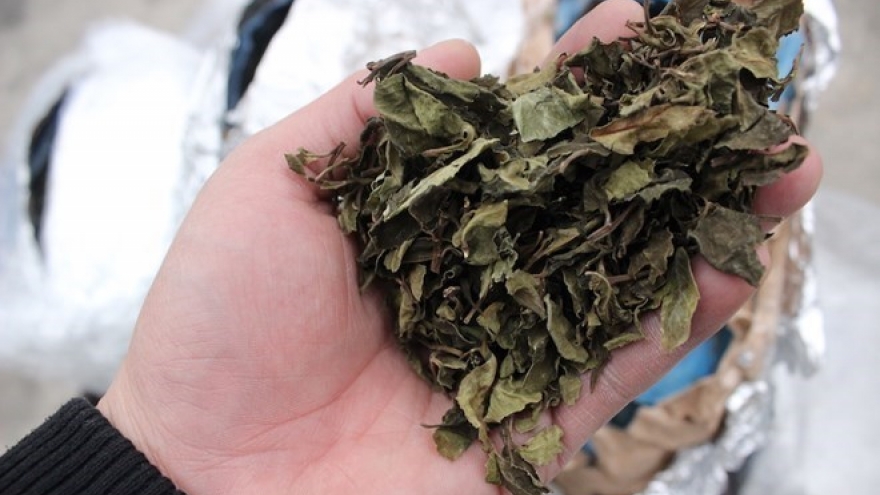 Hai Phong: Nearly six tonnes of Khat leaves burned