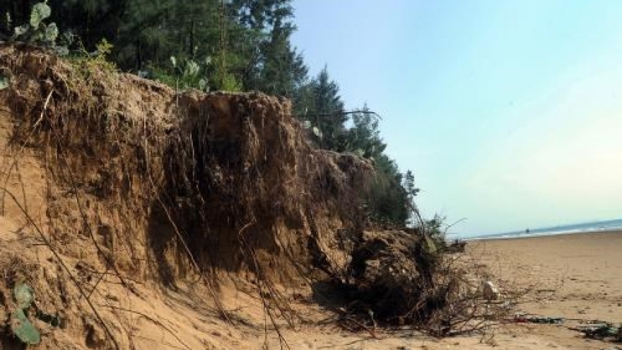 
        Kien Giang: afforestation crucial to erosion prevention
                              