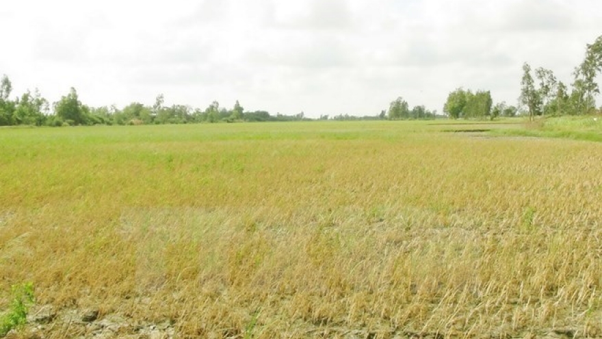 Kien Giang works to address salinity intrusion