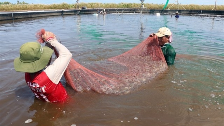 Kien Giang’s district expands two-stage industrial shrimp farming