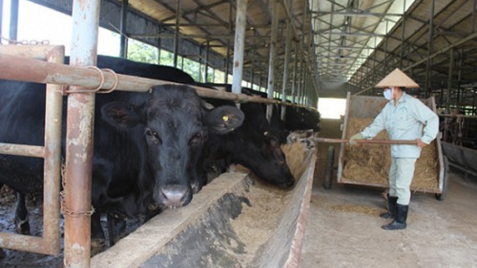 Your next Kobe beef may come from Vietnam