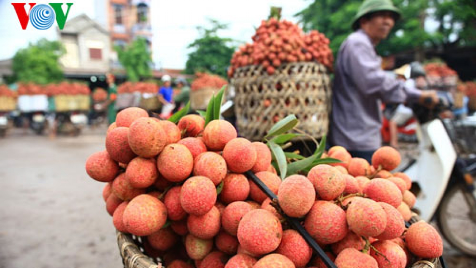 Japanese consumers to taste Vietnamese lychee