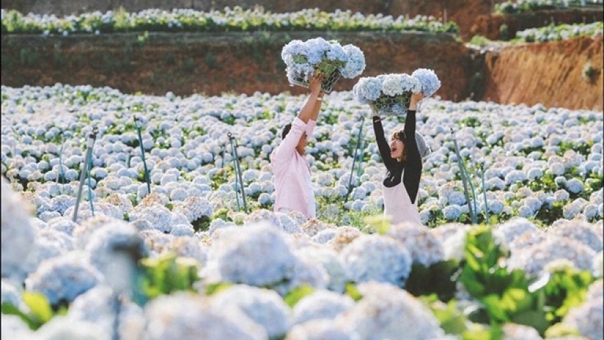 Picturesque Hydrangea flower field in Da Lat