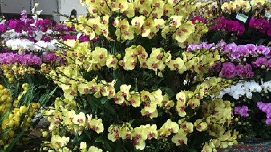 Exquisite orchid displays ready for Tet market bloom