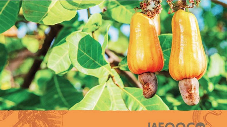 
        Cashew from the heart to the world
                              