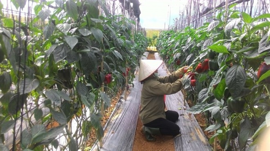 Lam Dong farmers go high tech