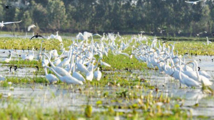 Lang Sen Wetlands Reserve gets World Ramsar site status