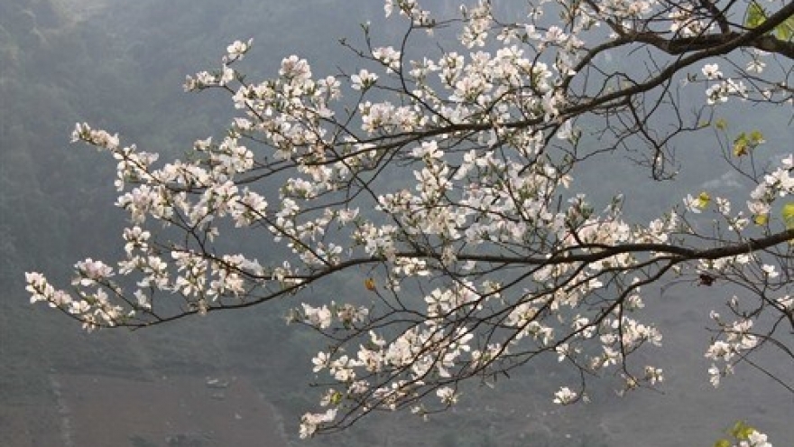 Hoa Ban festival to be organised in Dien Bien