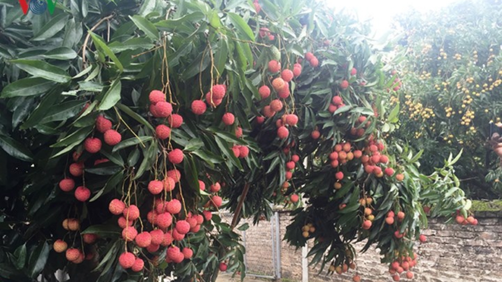 Litchi harvest season in Luc Ngan