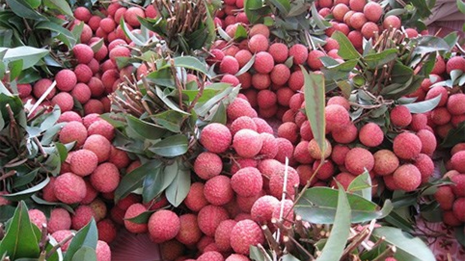 Measures sought to help Bac Giang export more lychee