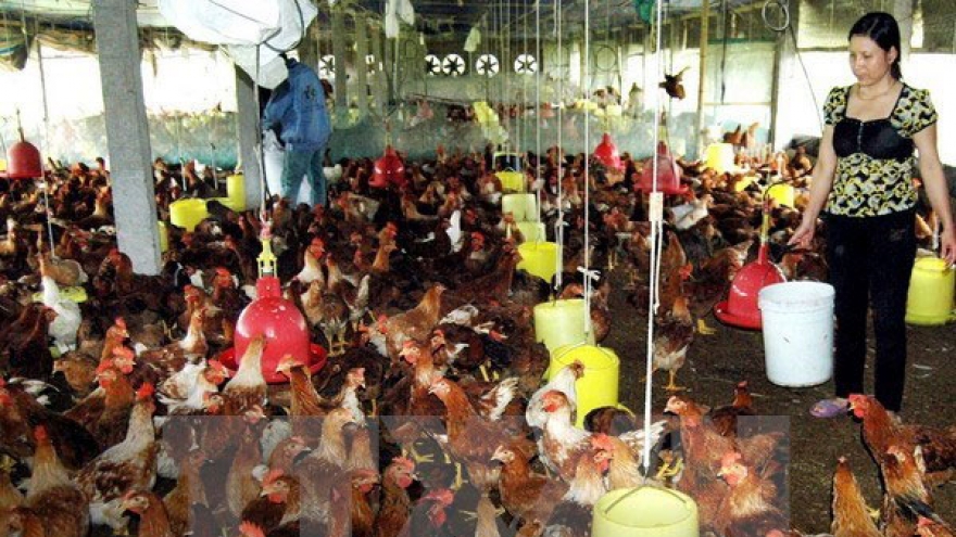 Livestock sector urged to enhance competitiveness