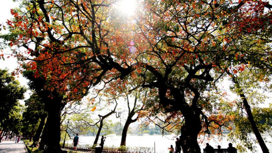 Loc Vung trees shed their leaves on Hoan Kiem Lake
