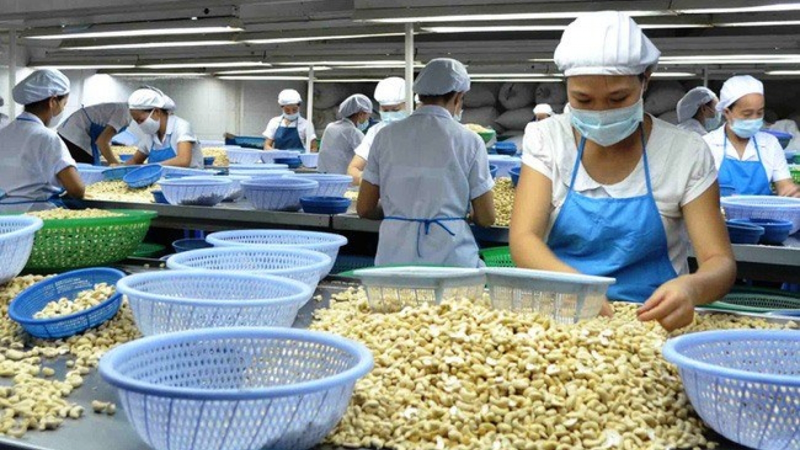 Local cashew industry to face challenges next year