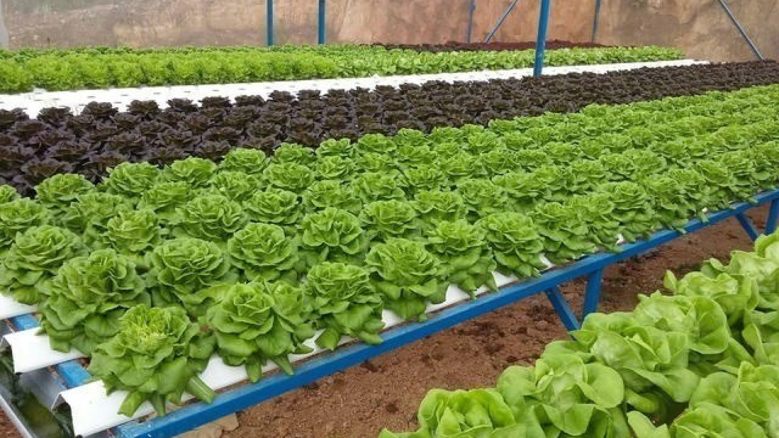 HCM City to get high-quality farm products from Long An