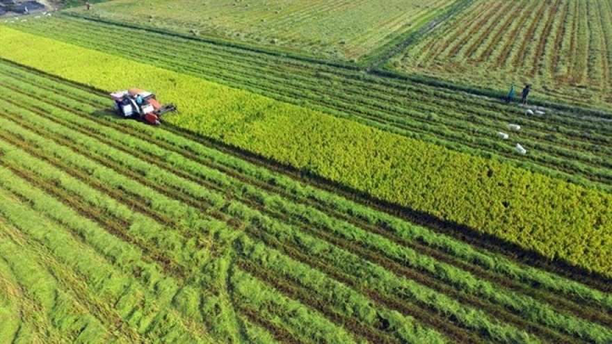 Long An invests VND600 billion in hi-tech agricultural area