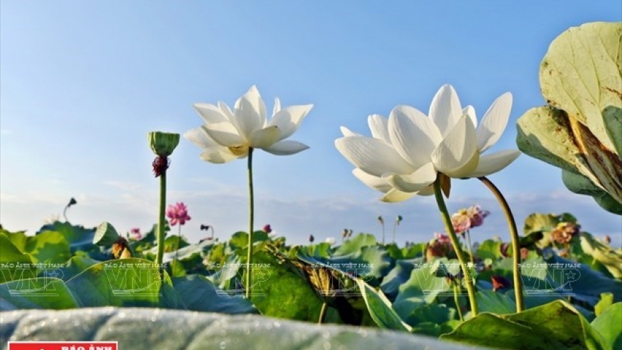 Lotus farm-tourism model faces market hurdles in Mekong