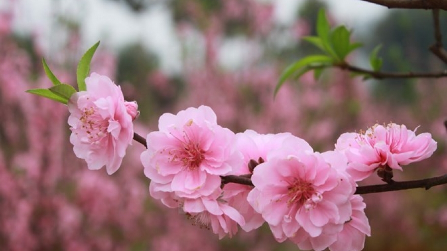 Vietnamese in Canada welcome traditional Lunar New Year