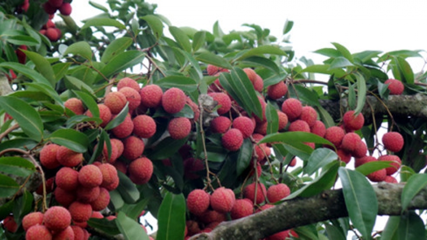 Bac Giang lychees exported to the US