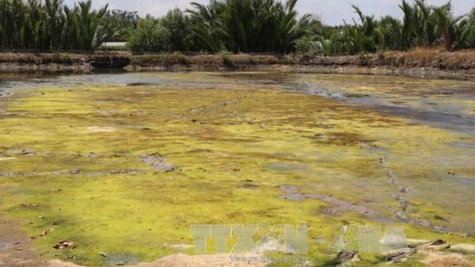 MRC: drought, saline encroachment continue in Mekong Delta