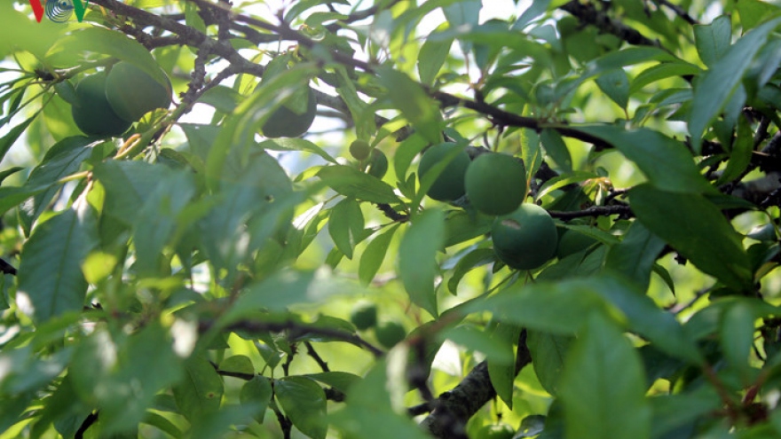 Moc Chau expects a bumper crop of plums 