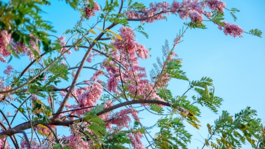 Gliricidia maculate, Acacia trees in full bloom in Phan Thiet