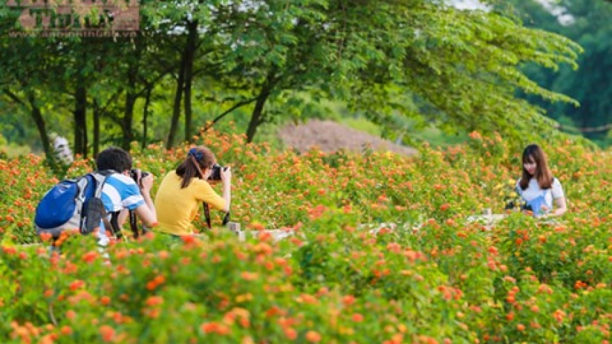 Marvellous beauty of Hanoi’s flower meadow 