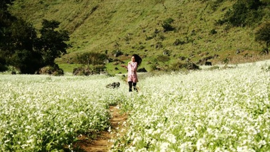 Moc Chau – plateau of colour in November