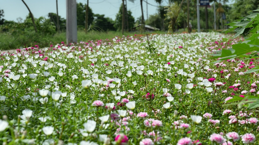 Special Moss Rose Roads in Hanoi