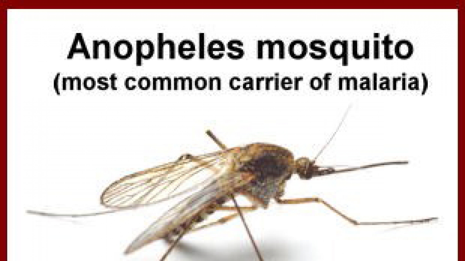 Conference discusses malaria elimination