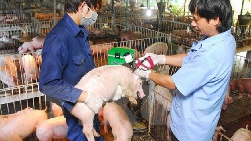 Measures urged to be taken to prevent African Swine Fever