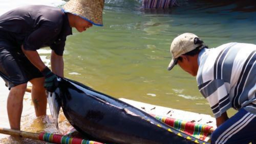 Fishermen learn to protect dolphins