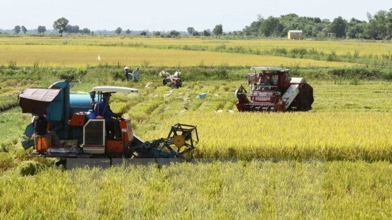 Mekong Delta seeks climate change adaptive techniques for rice farming